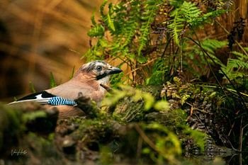 De nieuwsgierige gaai.