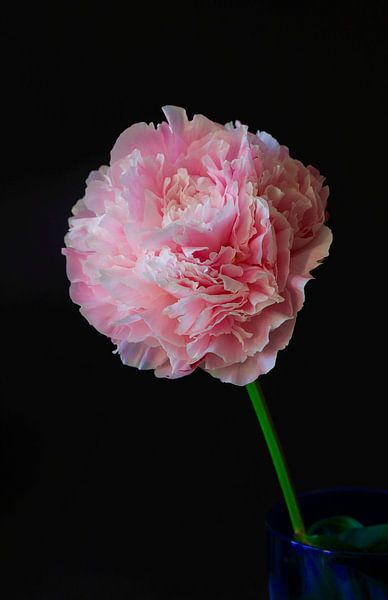 Still life with peony by Thomas Jäger