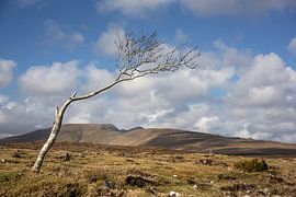 Lonely tree in Ireland by Bo Scheeringa Photography