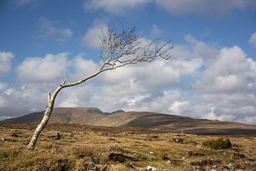 Lonely tree in Ierland van Bo Scheeringa Photography