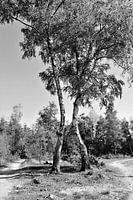Dansende Bomen