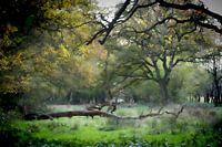 Enchanted Forest.