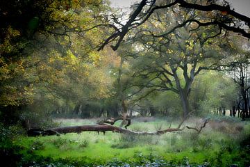 La forêt enchantée. sur Ruud Krispijn