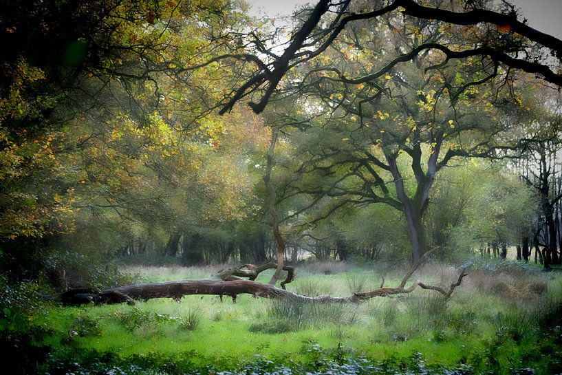 Enchanted Forest. by Ruud Krispijn
