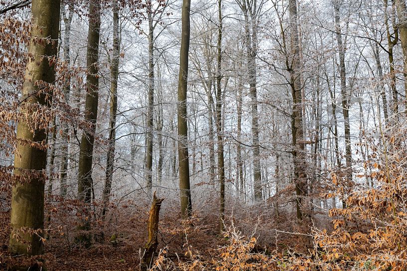 Frosty forest by Claudia Evans