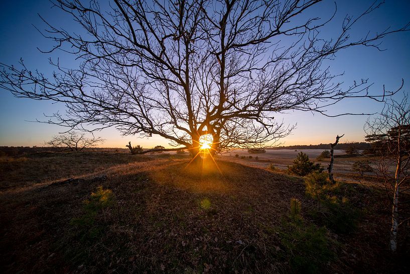Sunset through hollow between Geometric trees by John Ozguc