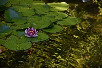 A water lily flower in a pond by Claude Laprise