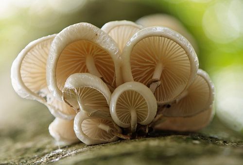 Unterseite des Porzellanpilzes