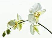 Weiße Orchideen von Ellen Driesse Miniaturansicht