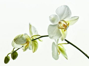 Witte Orchideae