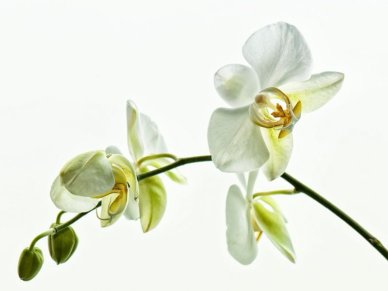 Weiße Orchideen von Ellen Driesse