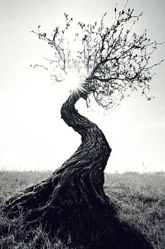 Solo-Baum