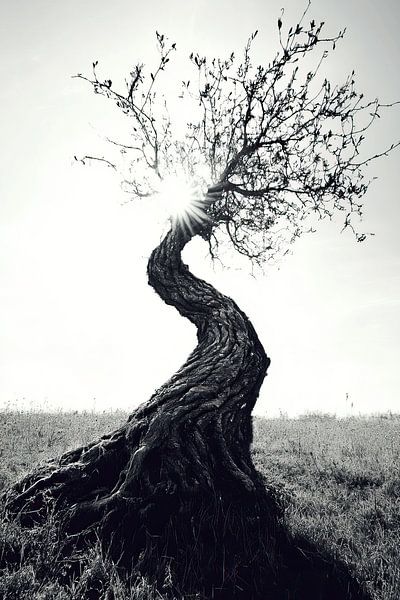 Solo tree by Franka Poulain