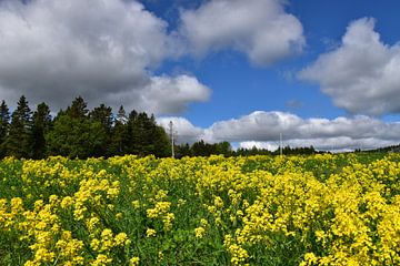 A field of oilseed rape in bloom by Claude Laprise