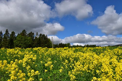 Een veld met koolzaad in bloei