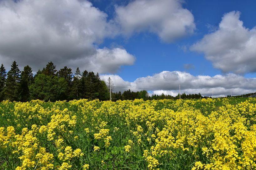 Ein blühendes Rapsfeld von Claude Laprise