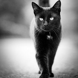 Black cat by Silvio Schoisswohl