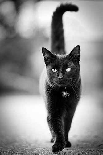 Black cat
