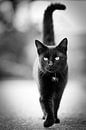 Black cat by Silvio Schoisswohl thumbnail