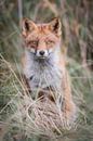 Fuchs von Andy van der Steen - Fotografie Miniaturansicht