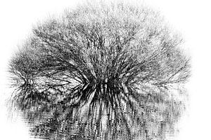 Arbre solitaire sous l'eau