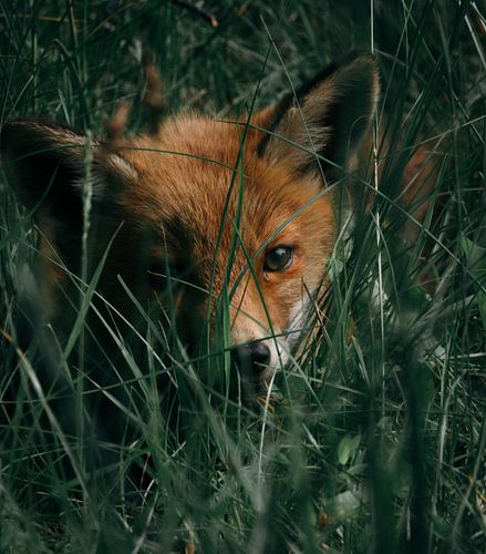 Baby vosje in het gras van Jess Klikt Fotografie