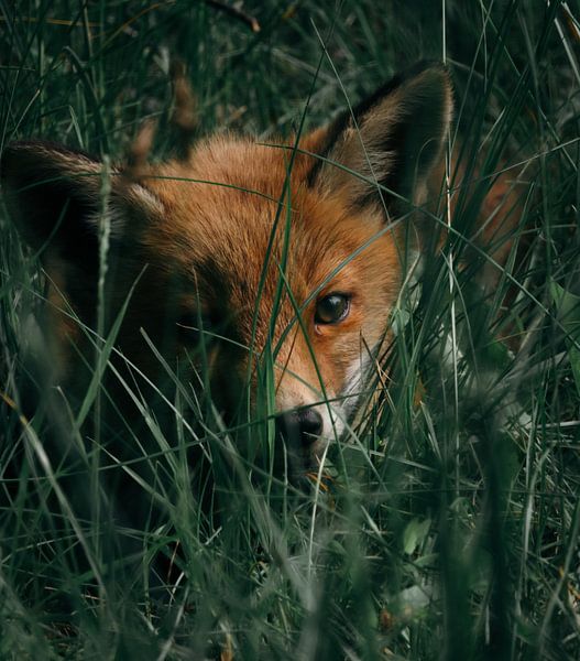 Baby fox in the grass by Jess Klikt Fotografie