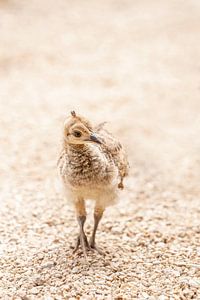 Young Beautiful Chick dans des tons doux et naturels