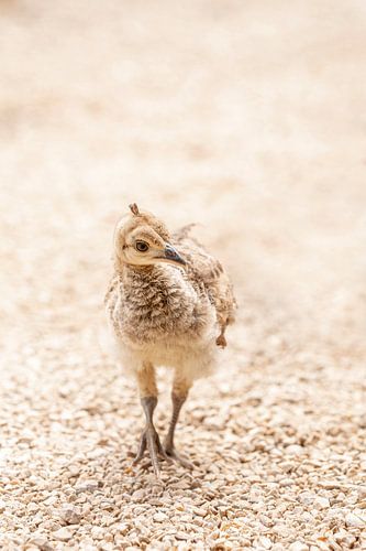 Jonge Pracht Kuiken in zachte natuurlijke tinten