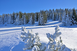 Schneebedeckte Fichten in einer strahlenden Winterlandschaft von Tomherkules