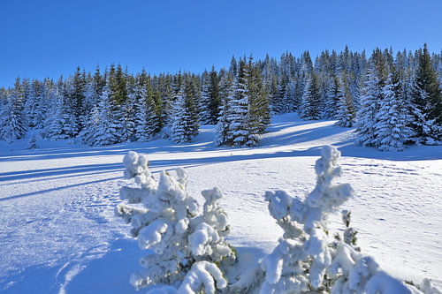 Snow-covered spruce trees in a dazzling winter landscape