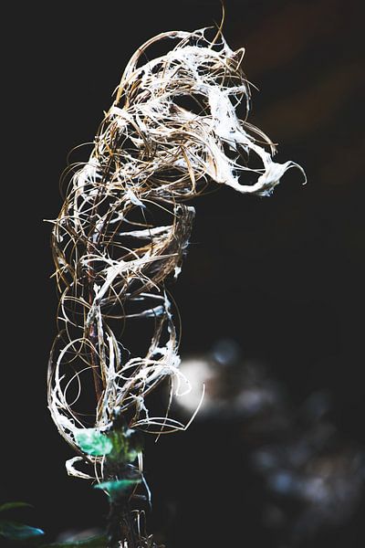 Style my Home series by Liberty Ragazza Biesma by Liberty Biesma