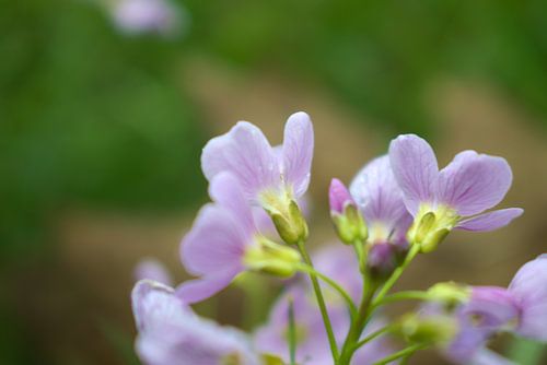 Lila Blume mit verblasstem Hintergrund