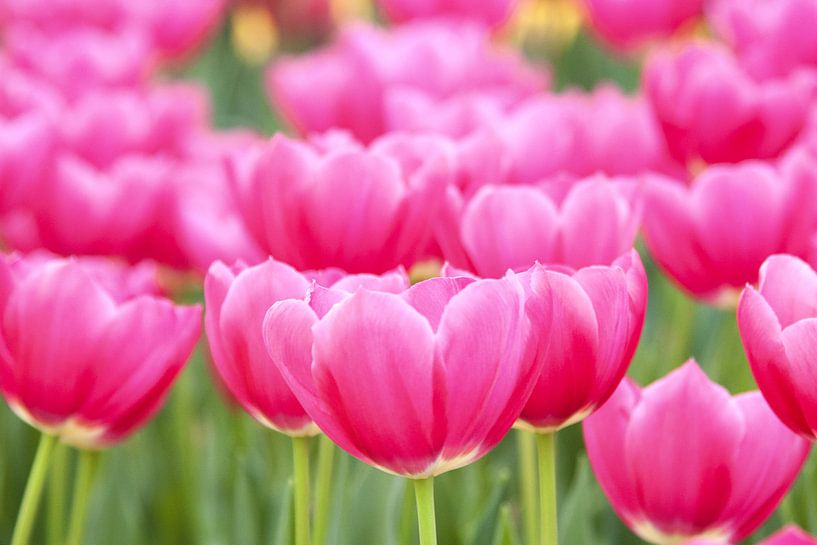 Tulips, of course by Sonny Dimaculangan