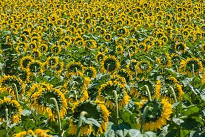 veld met zonnebloemen in volle bloei van gaps photography