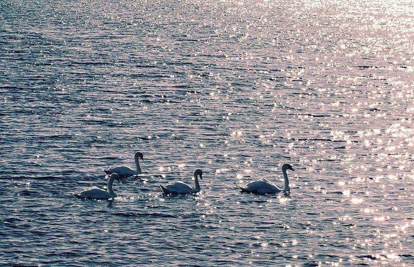 vier zwanen op het met licht gevulde meer van stewic_