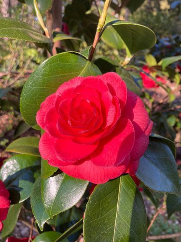 Rose rouge