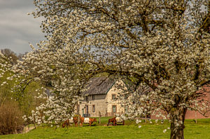 Mergelfarm bei Simpelveld