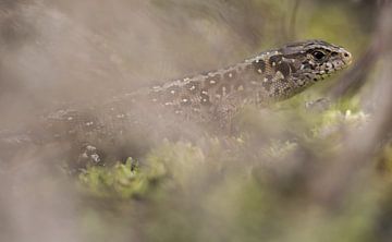 Zandhagedis van Danny Slijfer Natuurfotografie