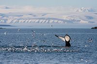 Humpback whale flicks its tail at Svalbard