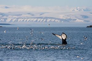 Humpback whale flicks its tail at Svalbard von Caroline Piek