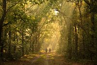 In de spotlight wandelen