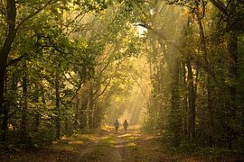 Im Scheinwerferlicht gehend