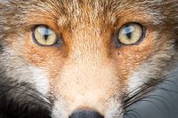 into your eyes!