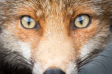 into your eyes! by Kris Hermans