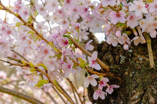 Spring blossom by Lieselotte Stienstra