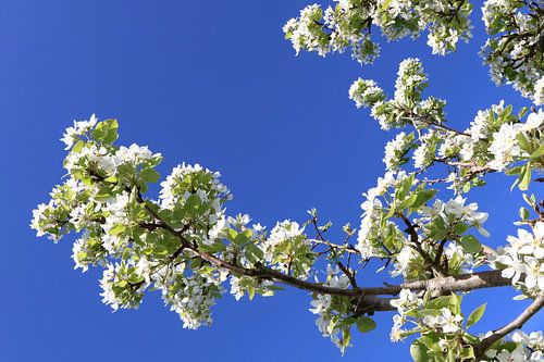 Frühlingsblüten vor strahlend blauem Himmel