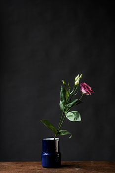 Rose in Vase