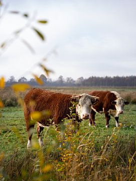 Vaches dans le champ sur Laura Bosch