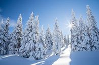 Winterlandschap "Winter Wonderland " van Coen Weesjes thumbnail